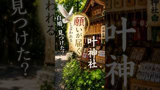 白鳩、見つけた？🕊️ 願いが届くと言われる叶神社#開運動画