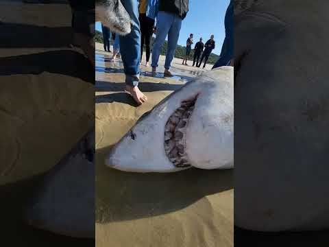 White Shark carcass washes up in Mossel Bay, South Africa.