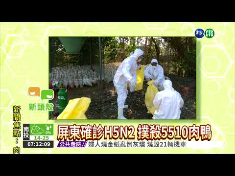 屏東確診H5N2 撲殺5510肉鴨