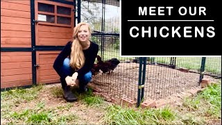 Backyard Chickens and New Boxwood and Rudbeckia Plantings at The Coop