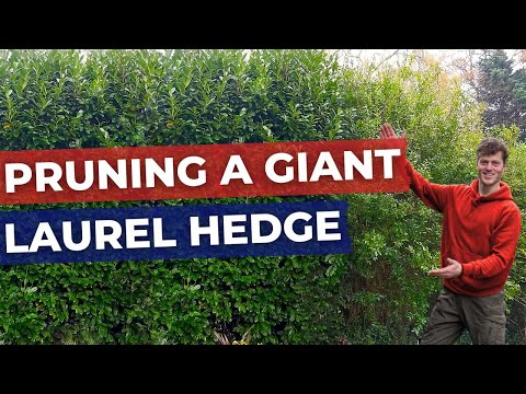 How to Prune and Cut back a large Laurel Hedge