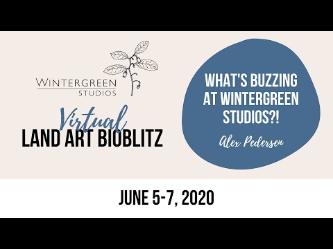 Land Art BioBlitz 2020 - What's Buzzing at Wintergreen Studios?!