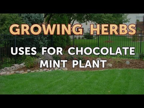 download lagu mp3 mp4 What To Do With Fresh Chocolate Mint Leaves, download lagu What To Do With Fresh Chocolate Mint Leaves gratis, unduh video klip What To Do With Fresh Chocolate Mint Leaves