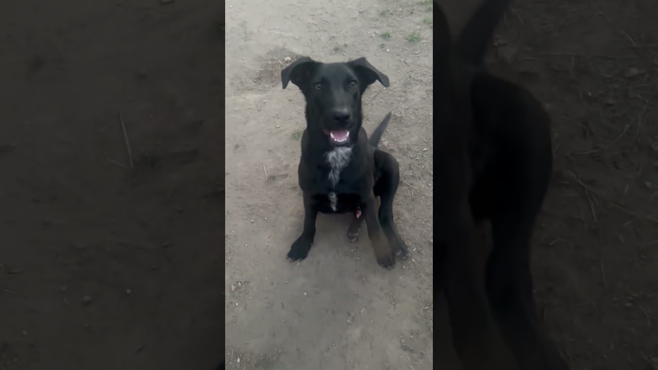 Enlarge Howie, a ADOPTABLE mixed breed in Warrington, PA video 6/6