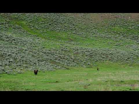 Bison charges Grizzly Bear in Yellowstone National Park Lamar Valley