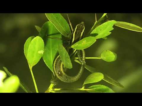 Djuma: Skink on bush below cam - 04:20 - 08/30/20