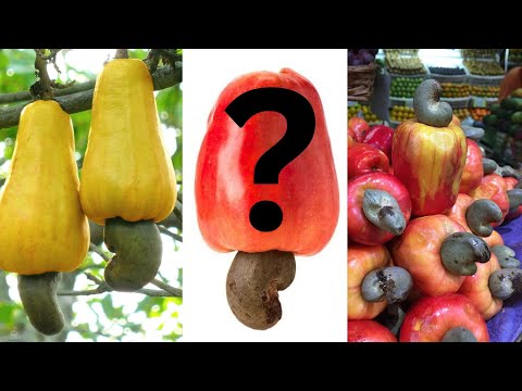 , title : 'Cashews Come from WHERE?? | The Cashew Apple #edibleknowledge'