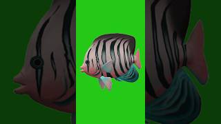 Download lagu Colorful Fish Swimming on Green Screen Background - High-Quality Video #greenscreen #chromakey mp3 Download lagu Colorful Fish Swimming on Green Screen Background - High-Quality Video #greenscreen #chromakey mp3