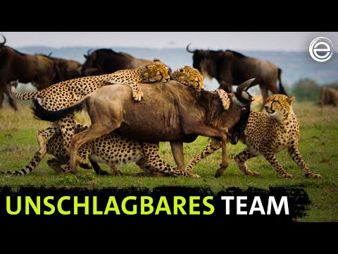 Die fünf Geparde ‒ Gemeinsam durch die Serengeti | Erlebnis Erde