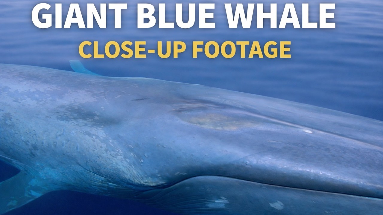 5 Amazing Drone Moments with Blue Whales, Fin Whales, Humpback Whales, & More in San Diego!