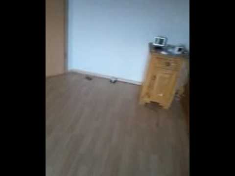 Eigener DFB Pokal FC Kaiserslautern Chemnitzer FC