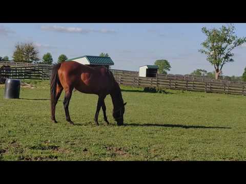 Old Friends Virtual Tour - Short Stuff - The Pond