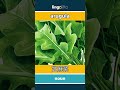 arugula - 芝麻菜 video thumbnail