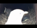 The Boys from Brazil - Little Birds with The Boyz from Brazil- Independent video art