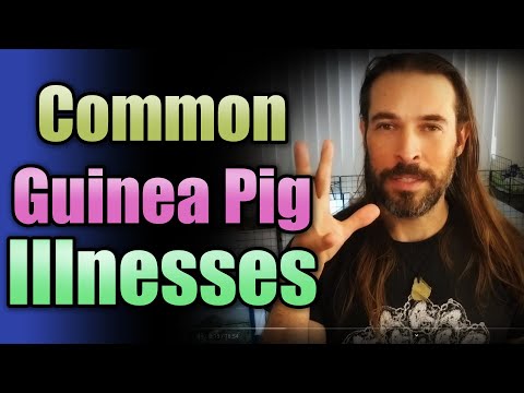 Common Guinea Pig Illnesses