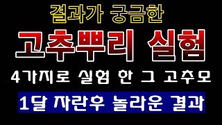 [텃밭농부. 1,092]  결과가 궁금한 고추뿌리 실험. 1달 성장 후 놀라운 결과#고추재배
