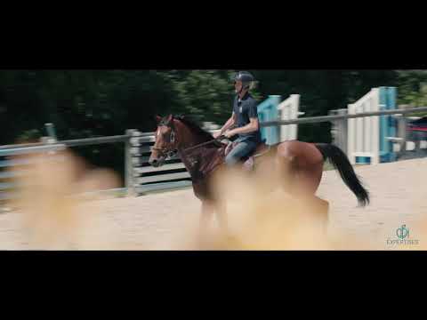 Portrait Kevin Staut, cavalier de saut d'obstacles français, champion olympique.
