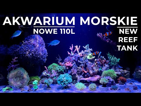 Nowe Akwarium Morskie 110L 🌊🐠Opis Koralowców - [Reef Tank] [4K]