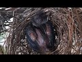Demalichcha Yellow Billed Babbler Family