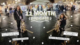 The Real Reason My Australian Shepherd Puppy is so CALM & How We Taught Her | 11 Month Pupdate