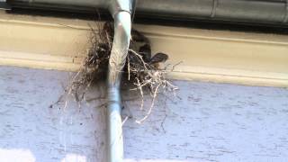 Regensburg - Turmfalke brütet in Elsternnest - Kestrel in Magpie nest