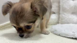 チワワ（ロング）の動画01
