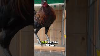 Download lagu 🐔🚨 DON’T LAUGH JUST YET, BOSS… THERE ARE FARMERS WHO CARE MORE ABOUT THEIR CHICKENS THAN THEIR OW... mp3