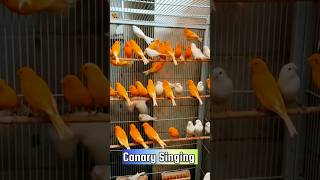 Download lagu Pelatihan Burung Kenari Terbaik | Nyanyian Kenari #galerikenariindonesia #birdsinging #canary #kenari3in1 mp3 Download lagu Pelatihan Burung Kenari Terbaik | Nyanyian Kenari #galerikenariindonesia #birdsinging #canary #kenari3in1 mp3