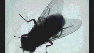 dredg - Information acoustic cover