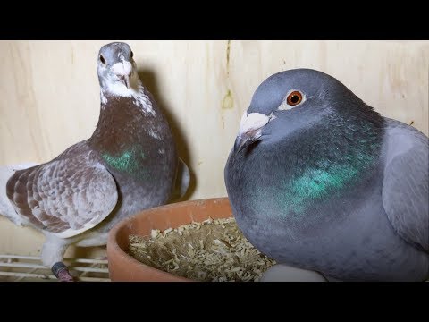 Sangers Pigeons offspring; Fantastic season start; Bred with proven Dirk Van Den Bulck