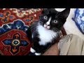 Tuxedo Kitten Meowing Cute