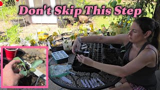 Don’t Skip This Step – Potting Up Seedlings the Right Way!