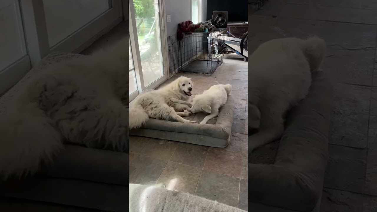 Cinderella in OH - Princess Pyr Sweetheart, an adopted Great Pyrenees in Bellevue, OH video 4/4