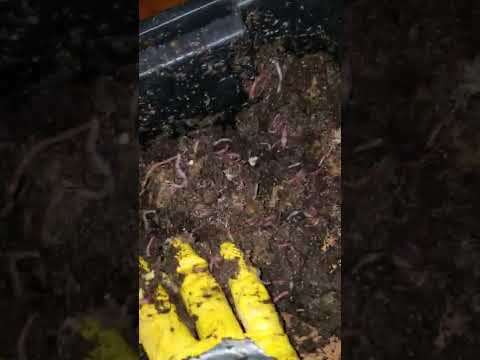 Worm bin - Feeding Time