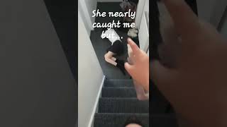 Fairy hunter attack #fairy #flying #hunter