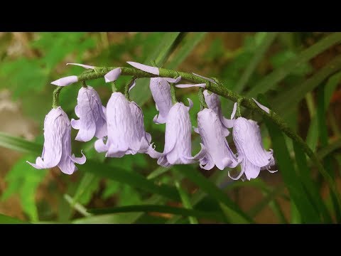 ABC TV | How To Make Bluebells Paper Flower - Craft Tutorial