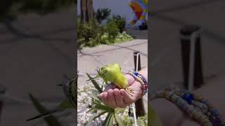 Parrot baby Pyar karna #parrot #shorts