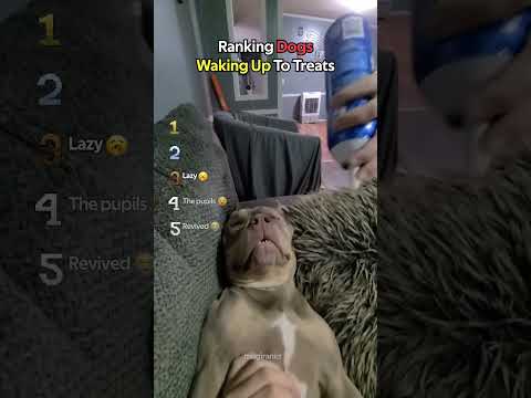 Ranking Dogs Waking Up To Treats