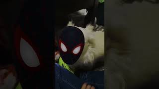 スパイダー犬