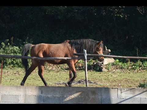 Milheiroense feirense