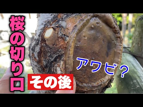 黄色くなったThujaの生垣：復活させることはできるでしょうか？どのような治療法を節約すればよいでしょうか？  庭園
