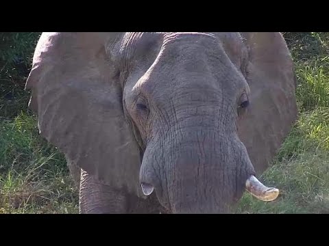 Djuma: Elephant bull with broken right tusk - 10:48 - 05/25/20