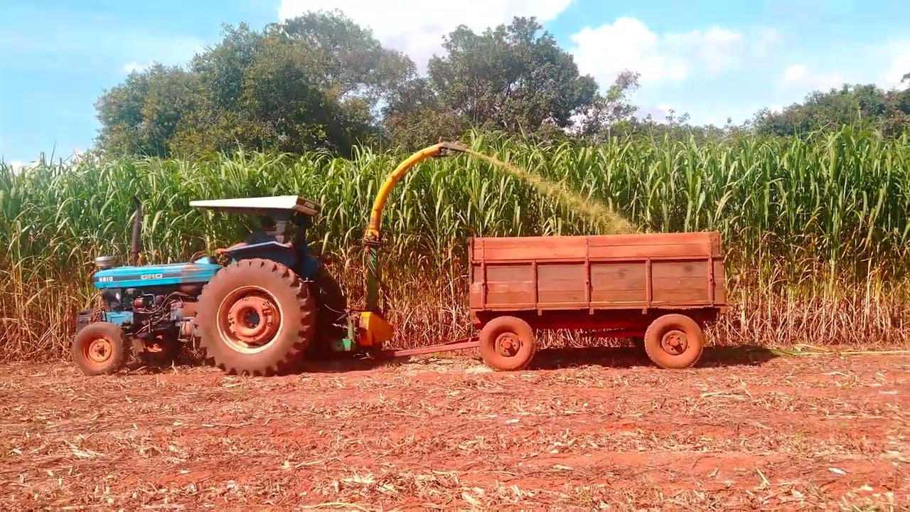 Ford 6610 sem redutor fazendo silagem de Capiaçu!
