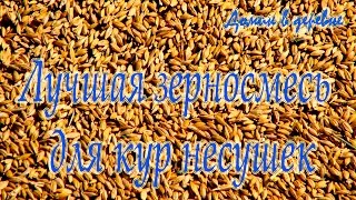 Какое зерно лучше для кур несушек