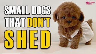 Top 10 Small Dogs That Don't Shed or Smell [ Perfect for Families ] Updated 2022