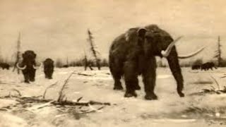 Do Woolly Mammoths Still Exist? Recent Sightings O