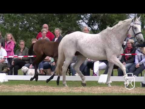 NF104 Hengstfohlen von Quidam de Revel - Carthago - Cor de la Bryère