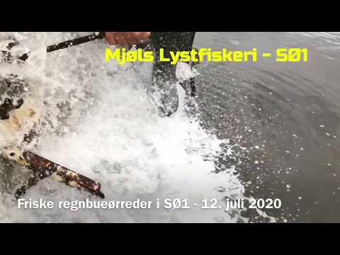 Mjøls Lystfiskeri – friske regnbueørreder i SØ1 og SØ2 – Frische Regenbogenforellen in SEE1 und SEE1
