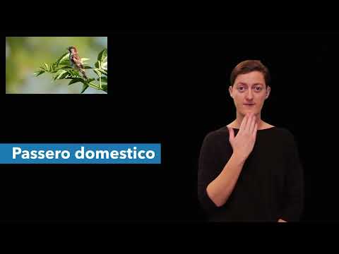 40 Passero domestico