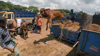 Download Lagu cow unloading, cow videos, cow video, big cow, goru hamba cow, Ep- 90 #2023 Thumbnail